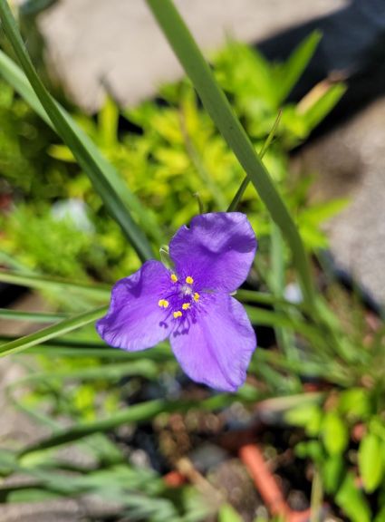 20220616_122440 new watergarden plant resized