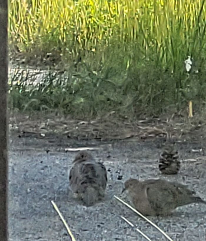 resized 20220603_181436 mourning doves in driveway (2)
