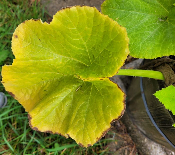 resized delicata squash leaf 071422