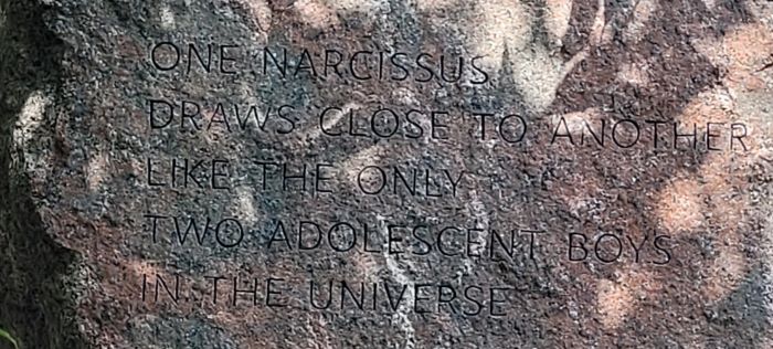 closeup of narcissus stone