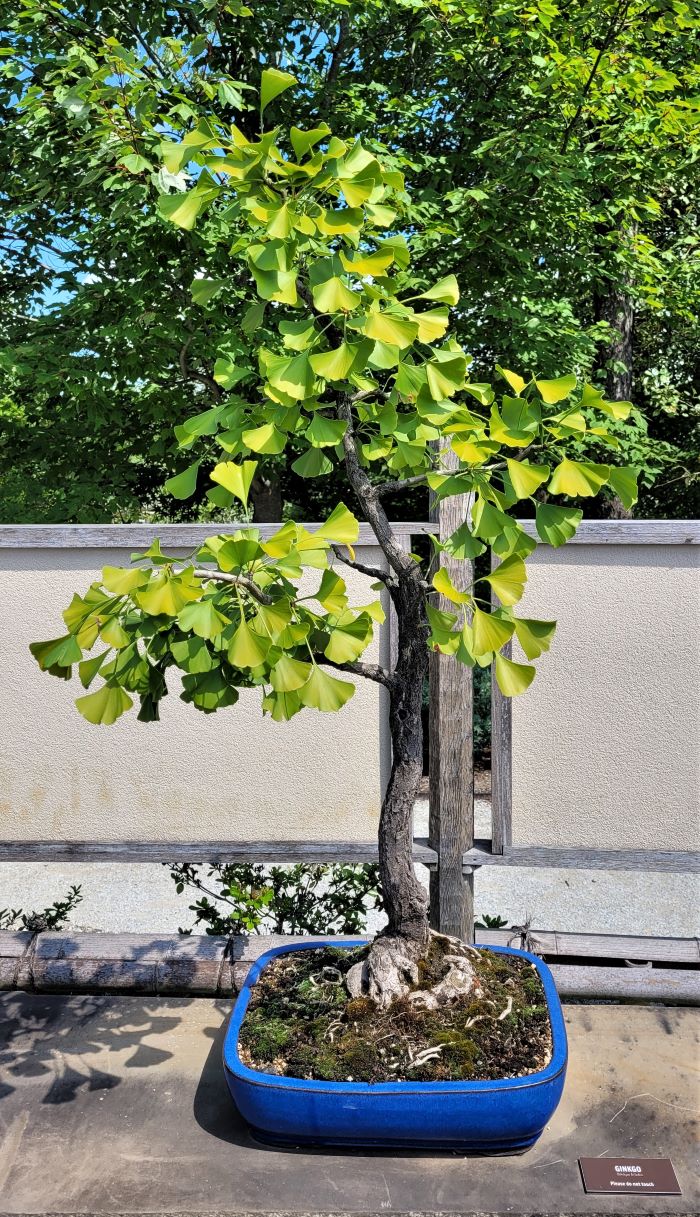 resized bonsai ginkgo