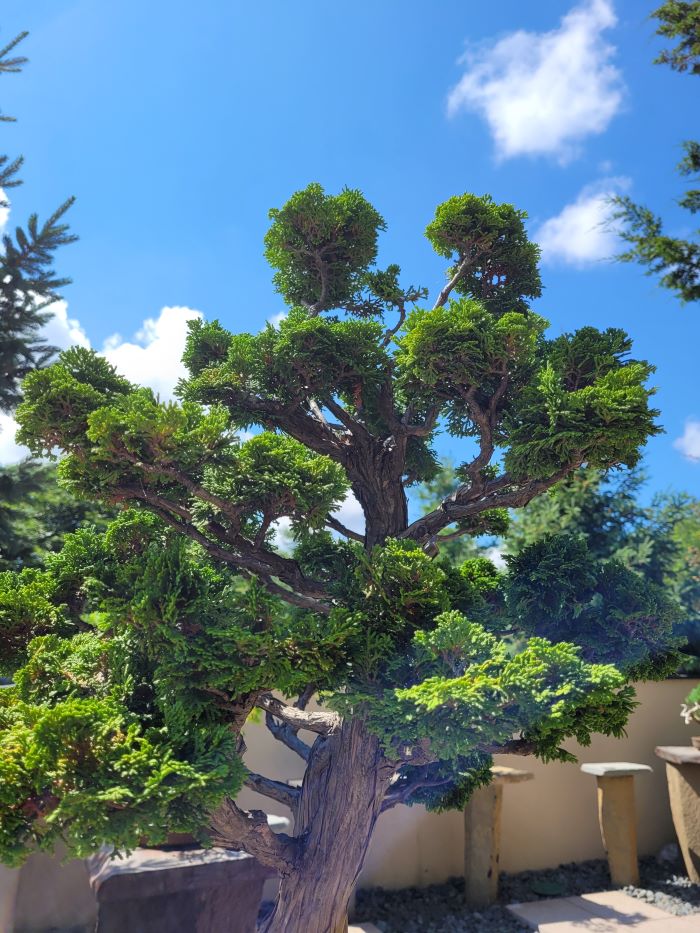 resized bonsai hinoki false cypress