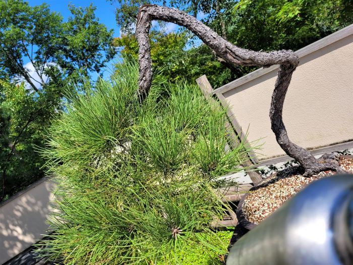 resized bonsai ponderosa pine