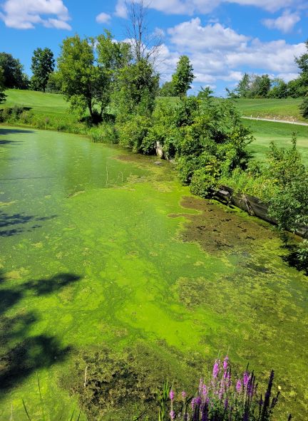 resized golf course pond 082222