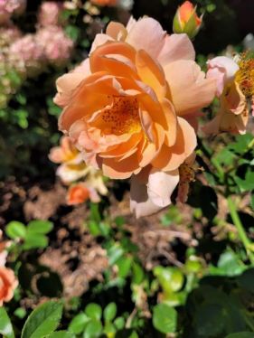 resized gorgeous fragrant rose 082222