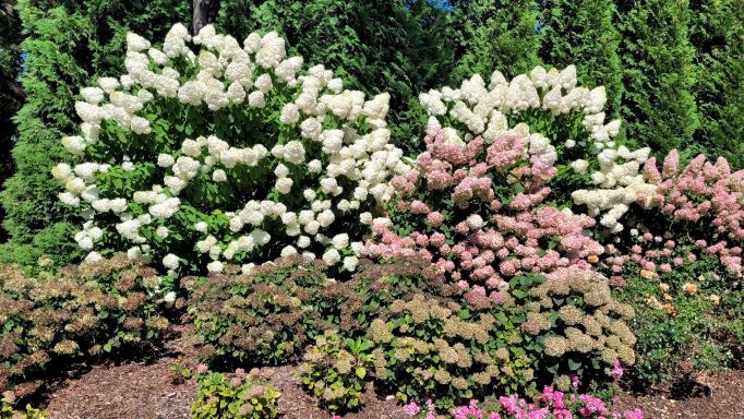 resized gorgeous hydrangea et al 082222