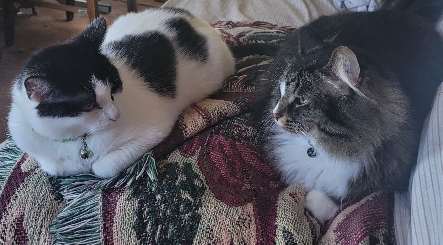 resized Mlady Dotty side by side 073122