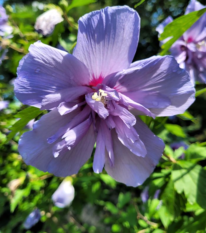 resized rose of sharon blossom