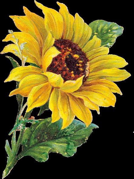card 12 sunflower image from net as mailed postcard without scanning it resized