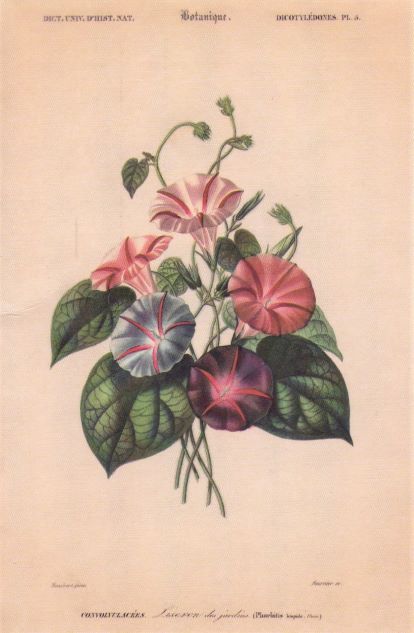 card 13 morning glories resized