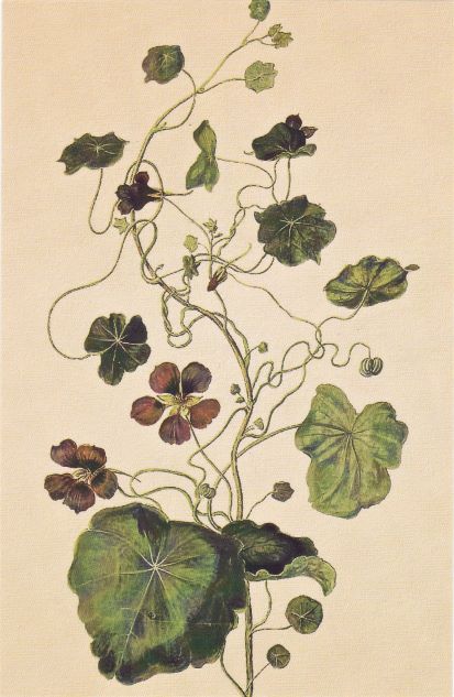 card 14 geranium ivy resized