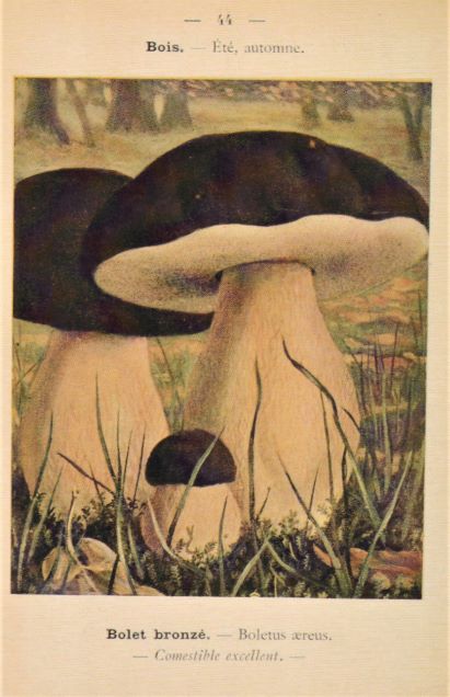 card 15 2 large 1 small mushroom resized