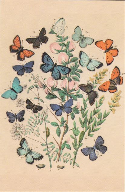 card 18 butterfly bouquet resized