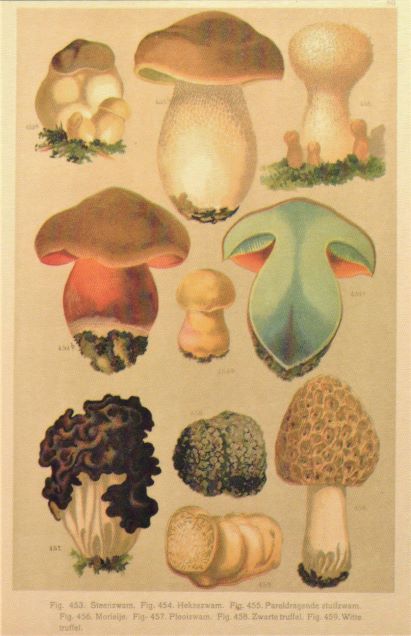 card 22 various mushrooms resized