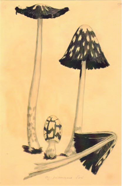 card 6 tall and short shrooms resized