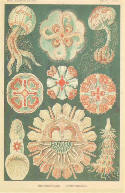 card 7 otherworldly life forms fungi shells resized