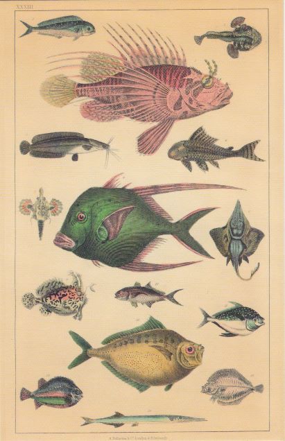 card 8 fish of many colors and sizes resized