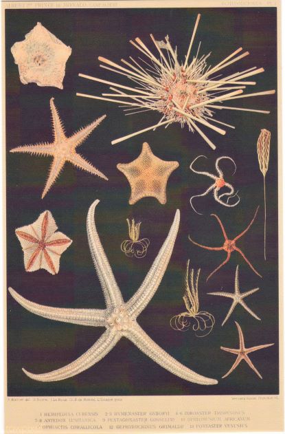 card 9 starfish resized