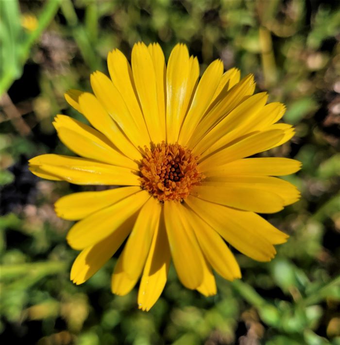 resized 20220910_152756 (2) arnica blossom 0922