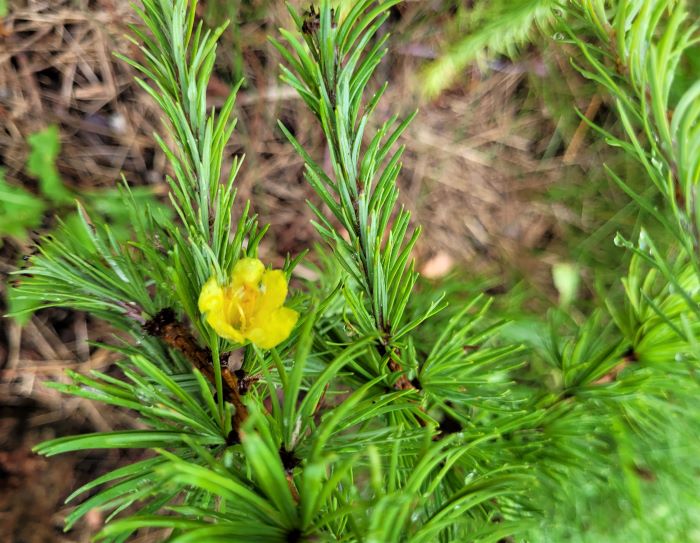 resized larch tree in bloom so pretty 080322