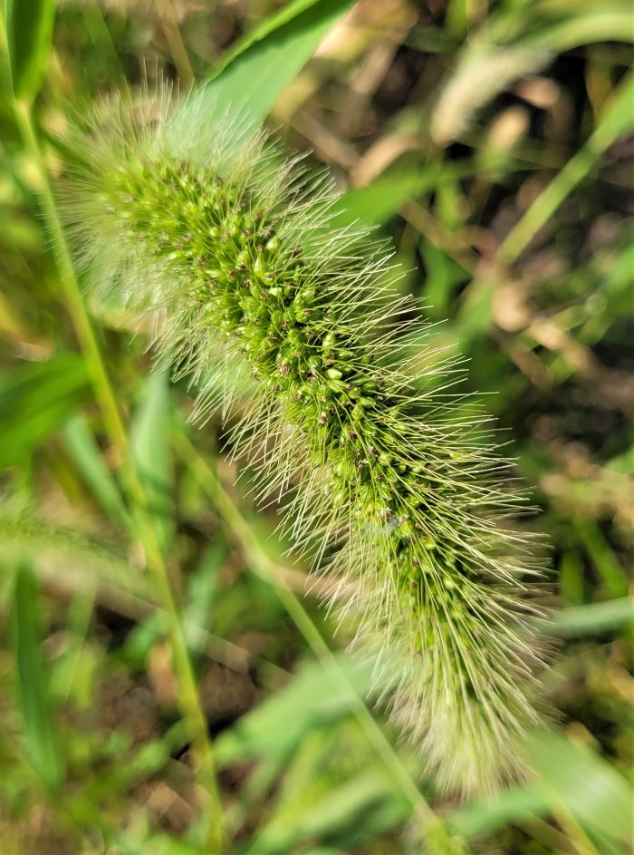 resized millet sprouted from bird seed 0922 (2)