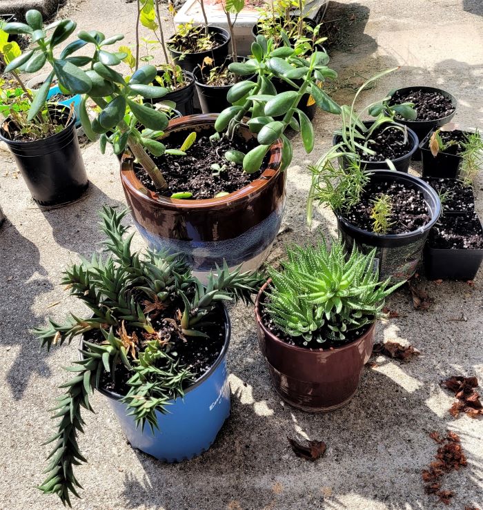 resized newly transplanted houseplants 0922 (3)