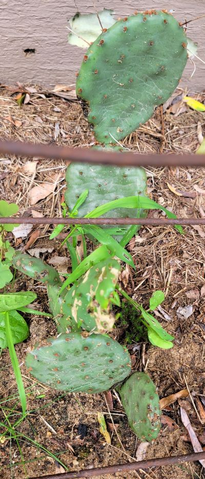 resized prickly pear cactus 080322