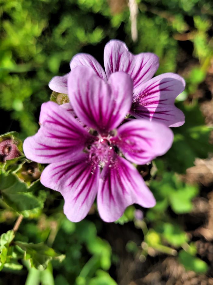 resized wild geranium 0922 (2)