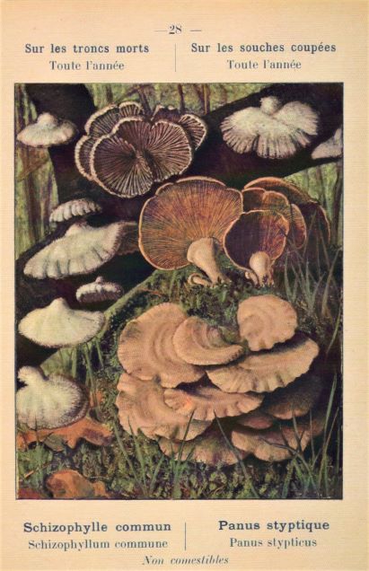 card 27 shelf fungus resized