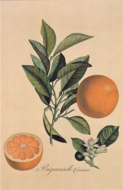 card 33 orange blossom and branch resized