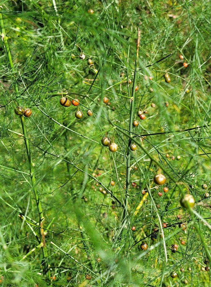 resized asparagus gone to seed 20221001_151133