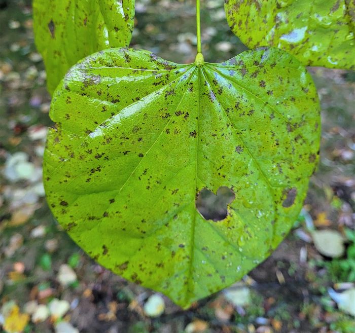 resized redbud leaf