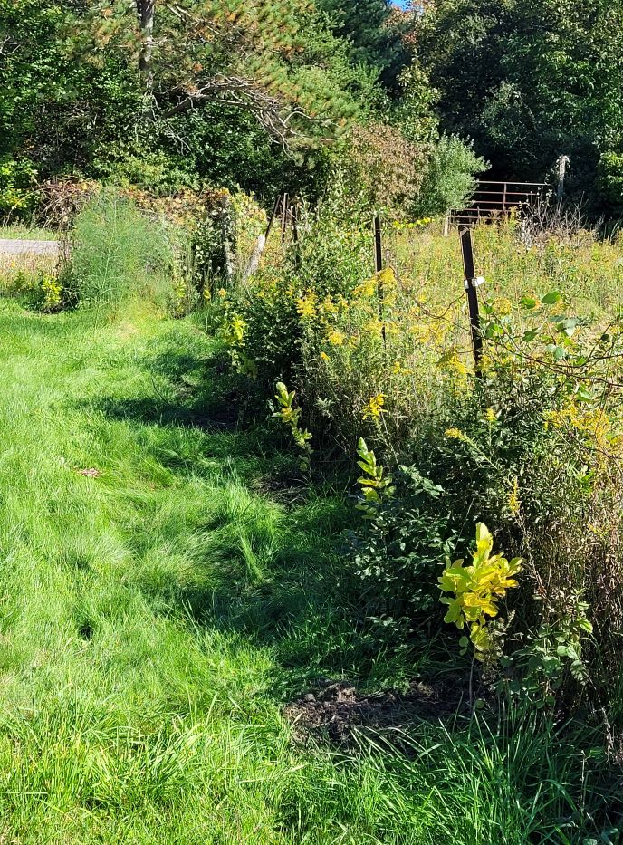 resized witch hazel planted 20221001_150954