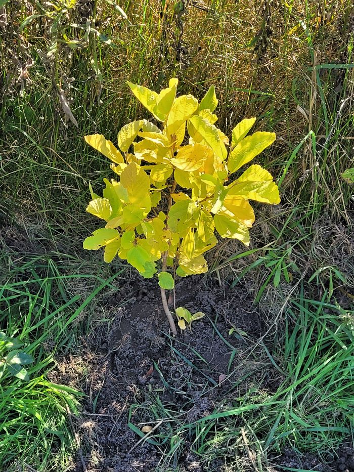 resized witch hazel planted single 20221001_151008 (2)