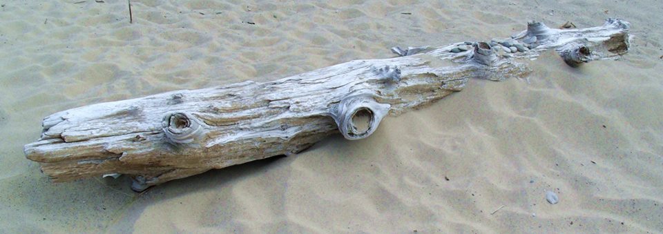 driftwood shark 0713