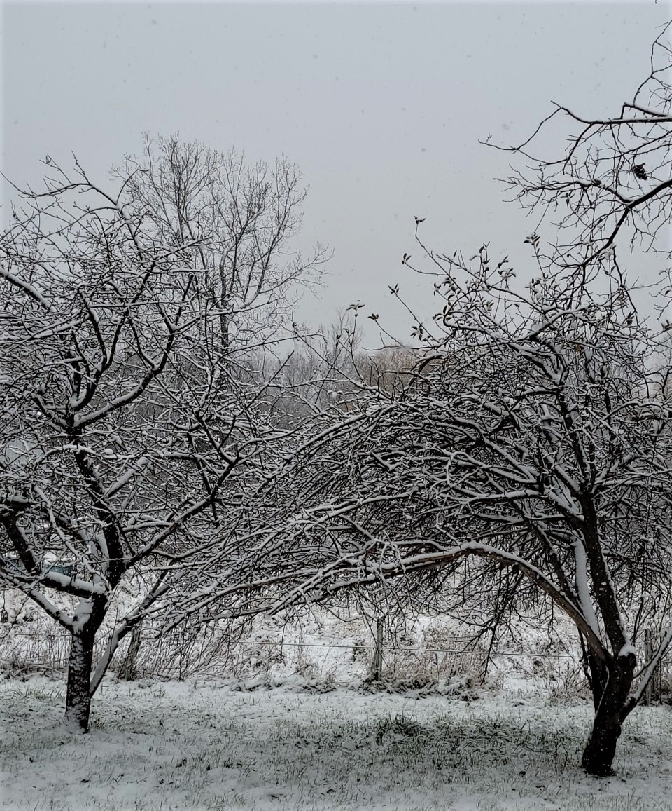 winter trees 111522 (2)