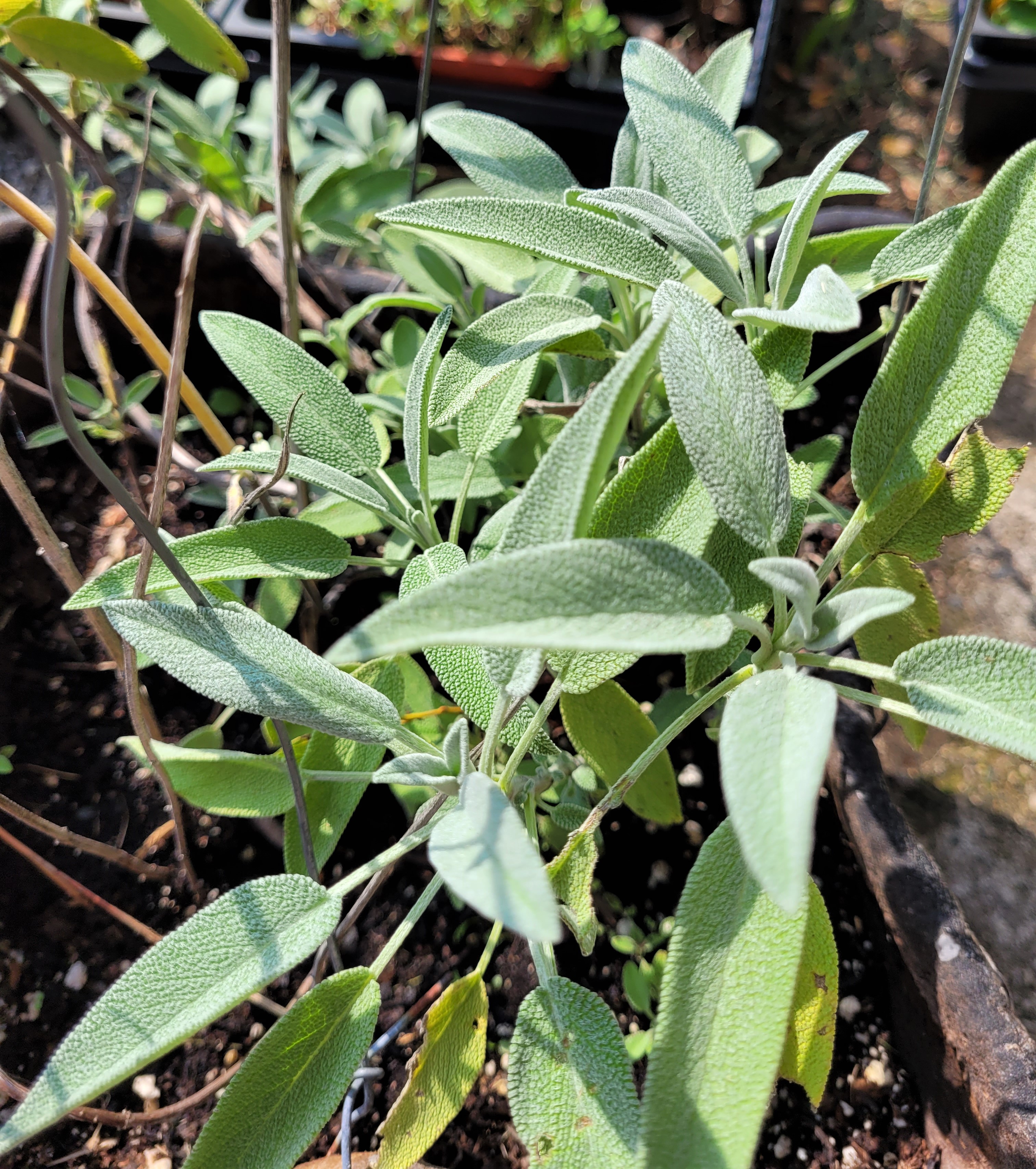 garden sage in planter 0922 (2)