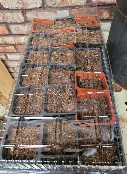 resized Planted dawn redwood today 012223