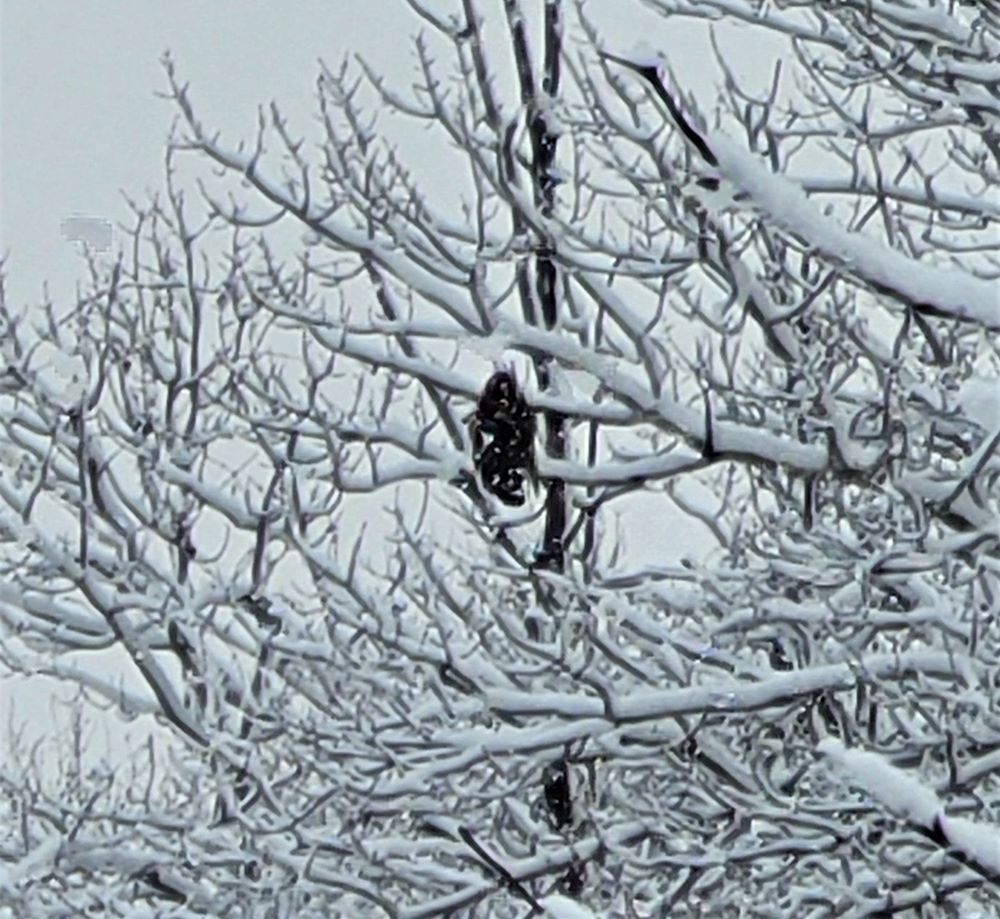 resized raptor with red on her 20230126_120529 (2)