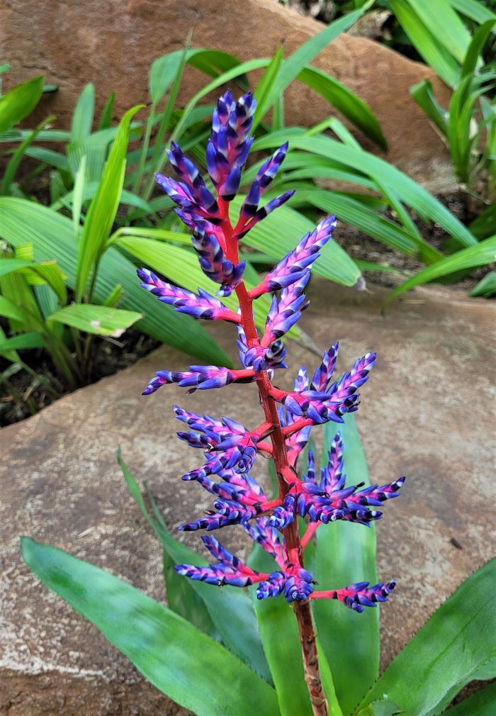 resized beautiful blossoms 20230218_154546 (2)