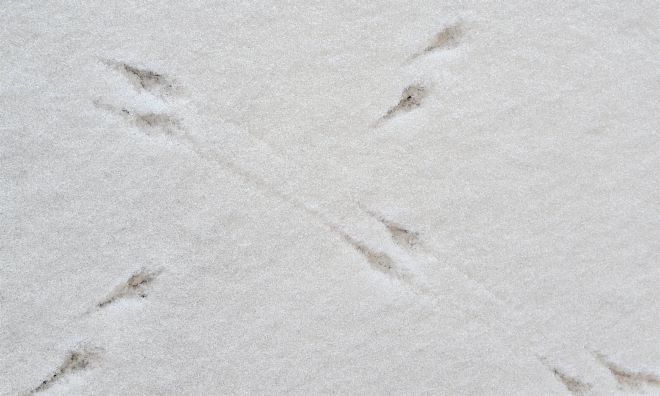 resized bird tracks in snow 20230129_123256 (2)