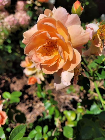 resized gorgeous fragrant rose 082222