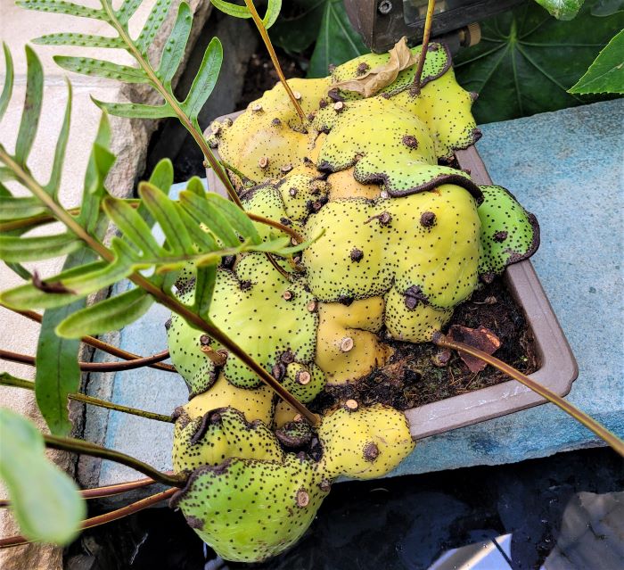 resized strange ground cover 20230218_154401 (2)