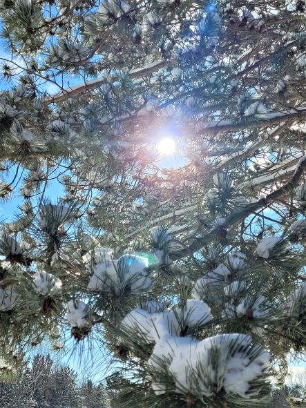resized sun through the pine 20230129_123347 (2)