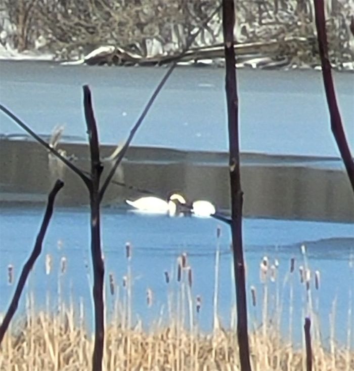 resized swans in pond at FMG 20230218_152138 (2)