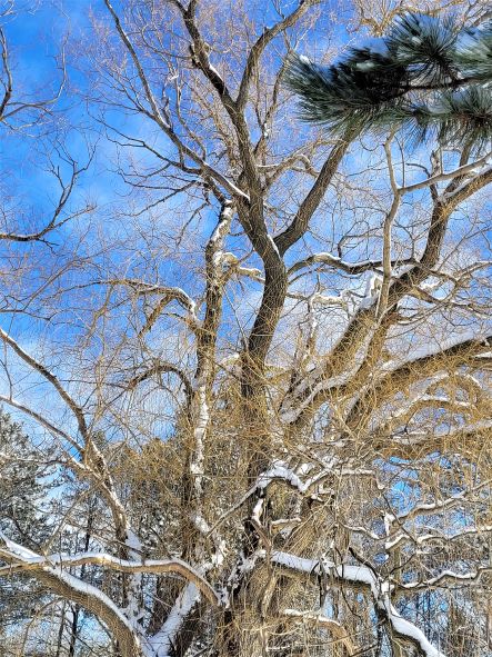 resized willow in the sun 20230129_123336 (2)