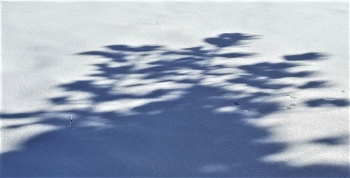 shadow bouquet resized pine shadow 20230129_123242 (3)