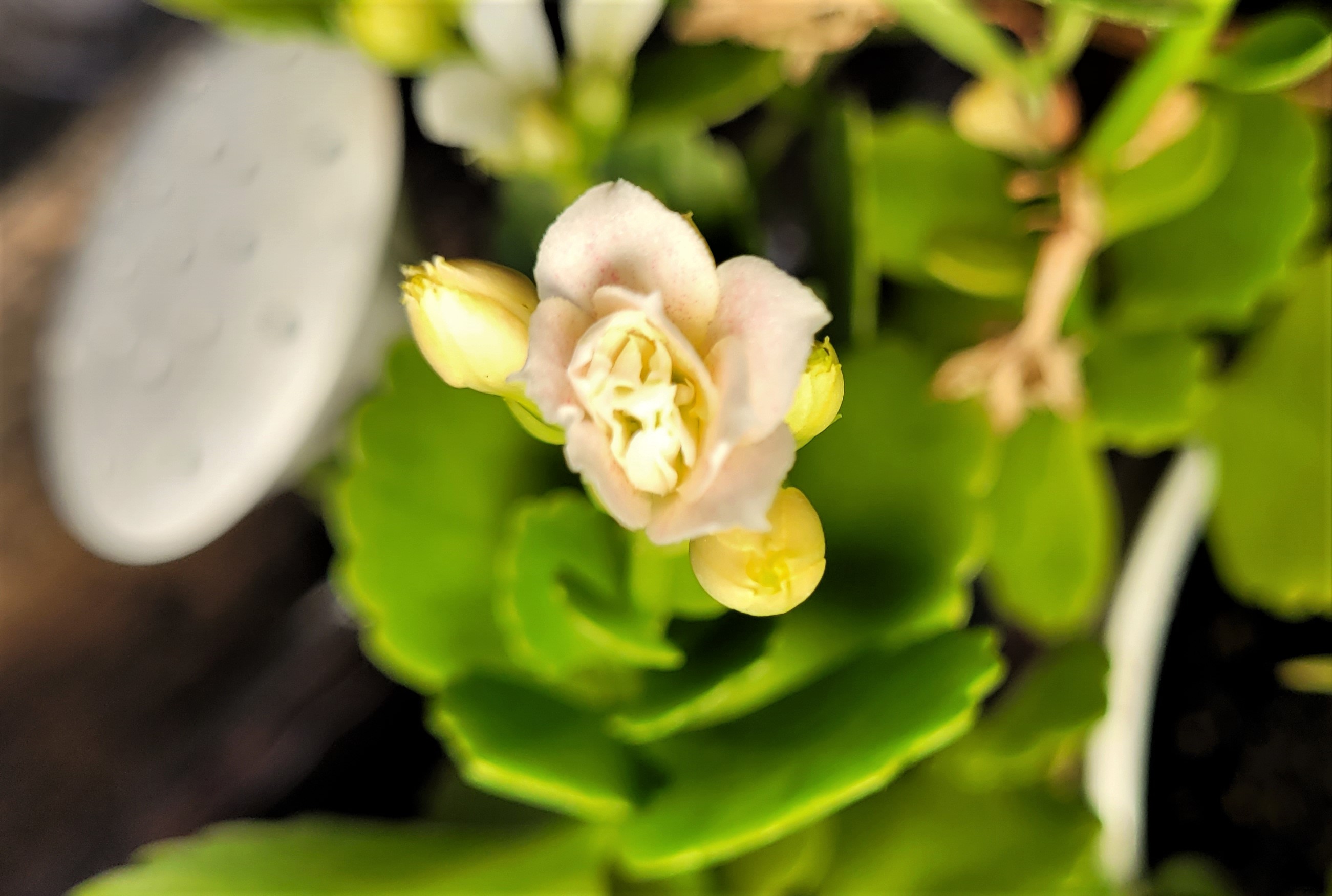 houseplant in bloom 032623 (2)