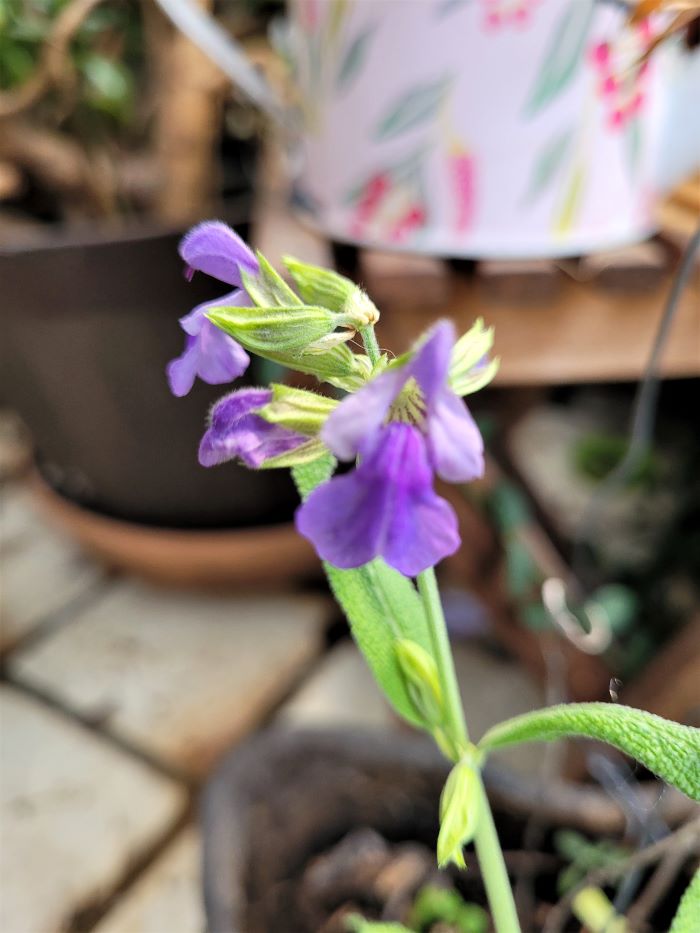 resized sage blossom 030323 (2)