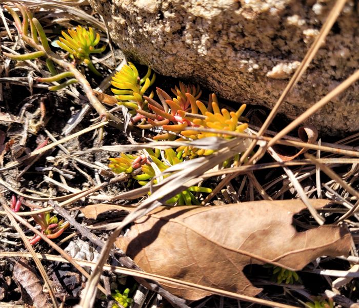 resized sedum 20230308_144349 (2)